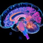 Ftd biomarker neuroscience.jpg