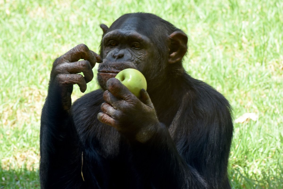 Oxford study suggests chimps use medicinal plants to heal wounds aid others.jpg