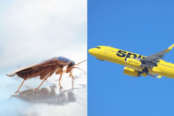 Cockroaches Seen Crawling Up the Walls of Spirit Airlines Plane Cabin to Trapped Passenger’s Horror Spirit airlines plane cockroaches 051425 3b8e25e4030f4fc0a63ced5f179a19c2.jpg