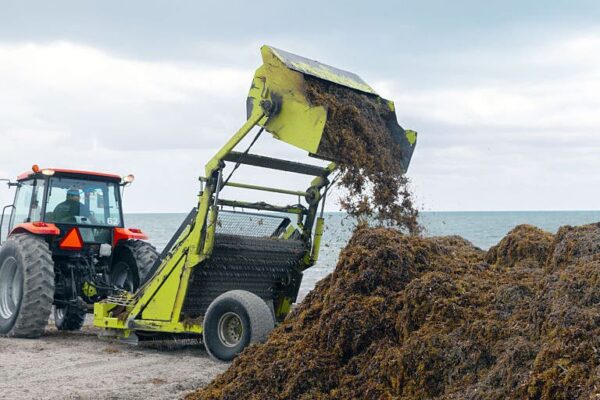 Record-setting Sargassum Seaweed could stink up Florida, Caribbean beaches this summer Gettyimages 2212230936.jpg