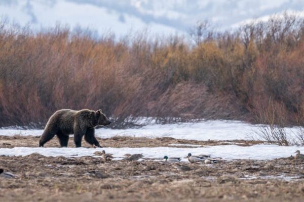 Grizzly bear nps photo adams scaled.jpg