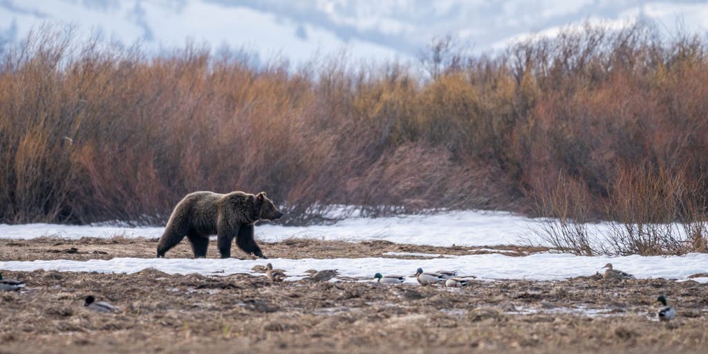 Grizzly bear nps photo adams scaled.jpg