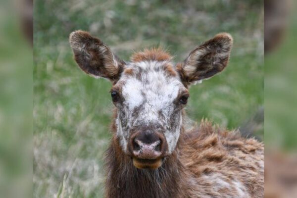 PHOTOS: Elk with extremely rare genetic trait spotted in Estes Park, Colorado. Piebald elk.jpg