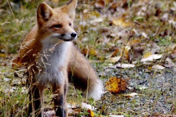Red fox usfws.jpg