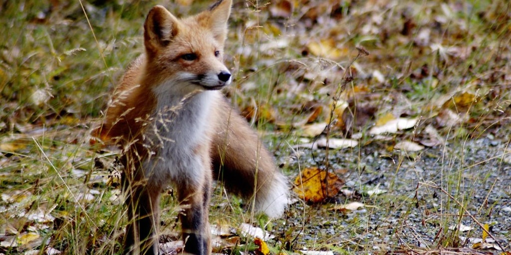 Red fox usfws.jpg
