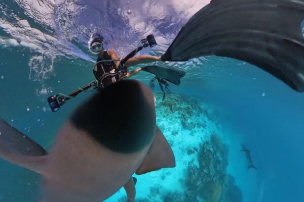 VIDEO: Sharks attack diver’s camera in scary moment off Australian coast Shark diver.jpg