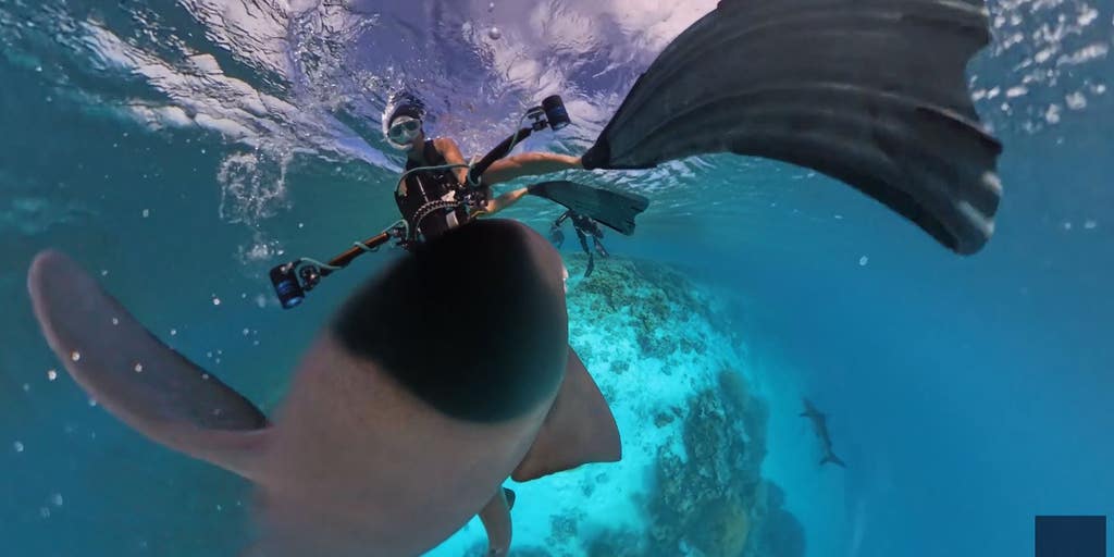 Shark diver.jpg