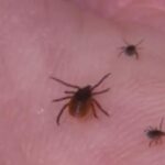 Ticks.jpg