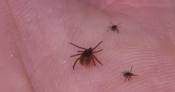 Ticks.jpg